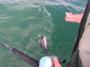 Releasing rockfish