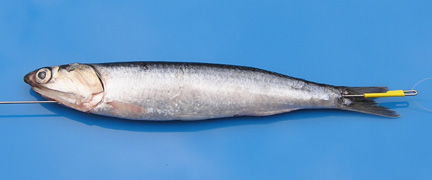 Picture of the releasing the double bump hook.