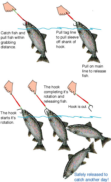 Picture of a typical salmon mooching circle hook rig