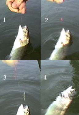 Pictures of Shelton self releasing hook release sequence.