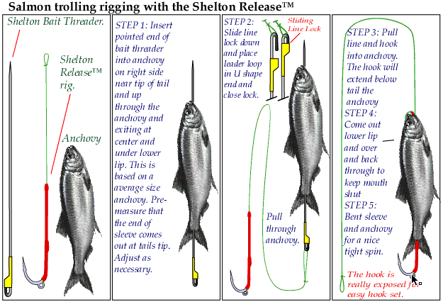 Rigging ideas for trolling and bait fishing for salmon, trout and other  species